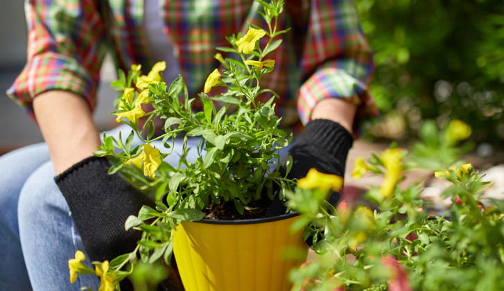 A main with black gloves placing yellow flowers into a pot.