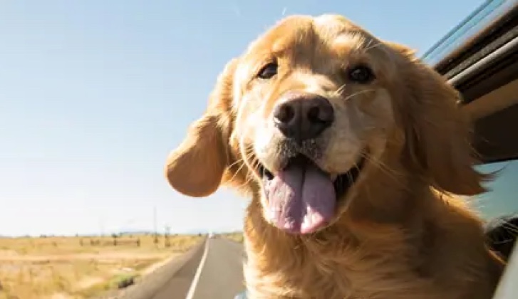 Dog putting his head out the window during a car ride